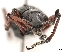  (Chauliopleurus - CCDB-30451-E03)  @11 [ ] CreativeCommons - Attribution (2018) CBG Photography Group Smithsonian Institution