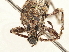  ( - CCDB-30451-E04)  @11 [ ] CreativeCommons - Attribution (2018) CBG Photography Group Smithsonian Institution