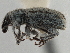  (Cryptolepidus - CCDB-30451-E07)  @11 [ ] CreativeCommons - Attribution (2018) CBG Photography Group Smithsonian Institution