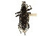  (Decasticha - CCDB-30451-E08)  @11 [ ] CreativeCommons - Attribution (2019) CBG Photography Group Smithsonian Institution
