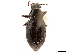  ( - CCDB-30451-E11)  @11 [ ] CreativeCommons - Attribution (2019) CBG Photography Group Smithsonian Institution