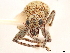  (Hoplopactus - CCDB-30451-F10)  @11 [ ] CreativeCommons - Attribution (2018) CBG Photography Group Smithsonian Institution