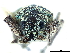  (Mimographus - CCDB-30451-F11)  @11 [ ] CreativeCommons - Attribution (2018) CBG Photography Group Smithsonian Institution