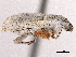  (Artipus calceatus - CCDB-30451-G03)  @11 [ ] CreativeCommons - Attribution (2018) CBG Photography Group Smithsonian Institution
