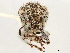  ( - CCDB-30451-G10)  @11 [ ] CreativeCommons - Attribution (2018) CBG Photography Group Smithsonian Institution