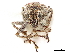  ( - CCDB-30451-G11)  @11 [ ] CreativeCommons - Attribution (2018) CBG Photography Group Smithsonian Institution