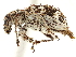  ( - CCDB-30451-G11)  @11 [ ] CreativeCommons - Attribution (2018) CBG Photography Group Smithsonian Institution