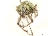  ( - CCDB-30451-G12)  @11 [ ] CreativeCommons - Attribution (2018) CBG Photography Group Smithsonian Institution