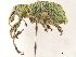  ( - CCDB-30451-G12)  @11 [ ] CreativeCommons - Attribution (2018) CBG Photography Group Smithsonian Institution