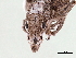  (Enoplopactus - CCDB-30451-H02)  @11 [ ] CreativeCommons - Attribution (2018) CBG Photography Group Smithsonian Institution