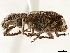  ( - CCDB-30451-H02)  @11 [ ] CreativeCommons - Attribution (2018) CBG Photography Group Smithsonian Institution