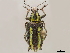  (Enoplopactus sulfureovittatus - CCDB-30451-H03)  @11 [ ] CreativeCommons - Attribution (2018) CBG Photography Group Smithsonian Institution