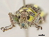  ( - CCDB-30451-H03)  @11 [ ] CreativeCommons - Attribution (2018) CBG Photography Group Smithsonian Institution