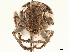  (Eurymetopus fallax - CCDB-30451-H06)  @11 [ ] CreativeCommons - Attribution (2018) CBG Photography Group Smithsonian Institution