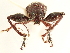  (Galapaganus - CCDB-30451-H08)  @11 [ ] CreativeCommons - Attribution (2018) CBG Photography Group Smithsonian Institution
