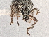  ( - CCDB-30451-H11)  @11 [ ] CreativeCommons - Attribution (2018) CBG Photography Group Smithsonian Institution