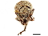  ( - CCDB-30453-A04)  @11 [ ] CreativeCommons - Attribution (2018) CBG Photography Group Smithsonian Institution