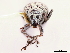  ( - CCDB-30453-A05)  @11 [ ] CreativeCommons - Attribution (2018) CBG Photography Group Smithsonian Institution
