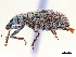  ( - CCDB-30453-A05)  @11 [ ] CreativeCommons - Attribution (2018) CBG Photography Group Smithsonian Institution
