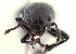  (Amitrus jelskyi - CCDB-30453-A09)  @11 [ ] CreativeCommons - Attribution (2018) CBG Photography Group Smithsonian Institution