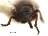  (Mythapion - CCDB-30453-C03)  @11 [ ] CreativeCommons - Attribution (2018) CBG Photography Group Smithsonian Institution