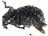  (Rhamnapion - CCDB-30453-C07)  @11 [ ] CreativeCommons - Attribution (2018) CBG Photography Group Smithsonian Institution