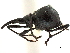  (Conapium - CCDB-30453-D03)  @11 [ ] CreativeCommons - Attribution (2018) CBG Photography Group Smithsonian Institution