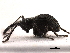  (Trichoconapion - CCDB-30453-D05)  @11 [ ] CreativeCommons - Attribution (2018) CBG Photography Group Smithsonian Institution