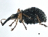  ( - CCDB-30453-D07)  @11 [ ] CreativeCommons - Attribution (2018) CBG Photography Group Smithsonian Institution