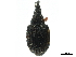  (Alocentron relictum - CCDB-30453-E09)  @11 [ ] CreativeCommons - Attribution (2018) CBG Photography Group Smithsonian Institution