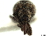  (Neapion xanthoxyli - CCDB-30453-E10)  @11 [ ] CreativeCommons - Attribution (2018) CBG Photography Group Smithsonian Institution