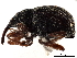  (Lepidapion - CCDB-30453-E12)  @11 [ ] CreativeCommons - Attribution (2018) CBG Photography Group Smithsonian Institution