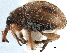  (Nanophyinae - CCDB-30453-G01)  @14 [ ] CreativeCommons - Attribution (2018) CBG Photography Group Smithsonian Institution