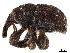  (Athor - CCDB-30453-G06)  @11 [ ] CreativeCommons - Attribution (2018) CBG Photography Group Smithsonian Institution