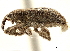 (Endaliscus - CCDB-30453-H02)  @11 [ ] CreativeCommons - Attribution (2018) CBG Photography Group Smithsonian Institution
