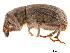  (Lissorhoptrus chapini - CCDB-30453-H05)  @11 [ ] CreativeCommons - Attribution (2018) CBG Photography Group Smithsonian Institution