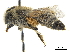  (Colletes hyalinus - CCDB-32126-A10)  @11 [ ] CreativeCommons - Attribution (2018) CBG Photography Group Smithsonian Institution