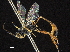  (Calcaneum - CCDB-32126-B09)  @11 [ ] CreativeCommons - Attribution (2018) CBG Photography Group Smithsonian Institution