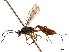  (Chromocryptus - CCDB-32126-D03)  @11 [ ] CreativeCommons - Attribution (2018) CBG Photography Group Smithsonian Institution
