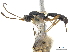  (Isdromas lycaenae - CCDB-32126-D07)  @13 [ ] CreativeCommons - Attribution (2018) CBG Photography Group Smithsonian Institution