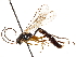  (Homaspis slossonae - CCDB-32126-E06)  @11 [ ] CreativeCommons - Attribution (2019) CBG Photography Group Smithsonian Institution