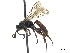  (Rictichneumon pachymerus - CCDB-32126-F06)  @11 [ ] CreativeCommons - Attribution (2019) CBG Photography Group Smithsonian Institution