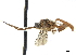  (Rictichneumon residuus - CCDB-32126-F07)  @11 [ ] CreativeCommons - Attribution (2019) CBG Photography Group Smithsonian Institution