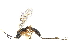  ( - CCDB-32126-G07)  @11 [ ] CreativeCommons - Attribution (2019) CBG Photography Group Smithsonian Institution