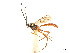  (Mesostenus gracilis - CCDB-32128-B04)  @11 [ ] CreativeCommons - Attribution (2018) CBG Photography Group Smithsonian Institution