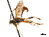  (Polytribax contiguus - CCDB-32128-B11)  @11 [ ] CreativeCommons - Attribution (2018) CBG Photography Group Smithsonian Institution