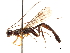  (Xorides humeralis - CCDB-32128-E08)  @11 [ ] CreativeCommons - Attribution (2018) CBG Photography Group Smithsonian Institution