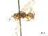  (Machaerothrix - CCDB-32128-F02)  @11 [ ] CreativeCommons - Attribution (2018) CBG Photography Group Smithsonian Institution