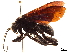  (Macromeris - CCDB-32128-F05)  @11 [ ] CreativeCommons - Attribution (2018) CBG Photography Group Smithsonian Institution