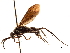  (Lissocnemis - CCDB-32128-G01)  @11 [ ] CreativeCommons - Attribution (2018) CBG Photography Group Smithsonian Institution